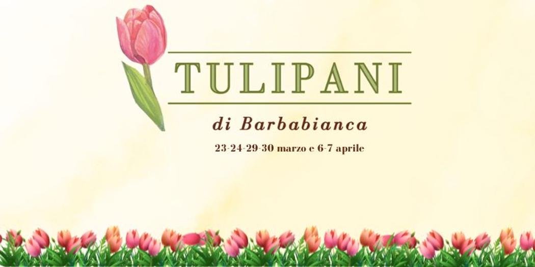 Clappit-eventi-tulipani-barba-bianca-2024-HP
